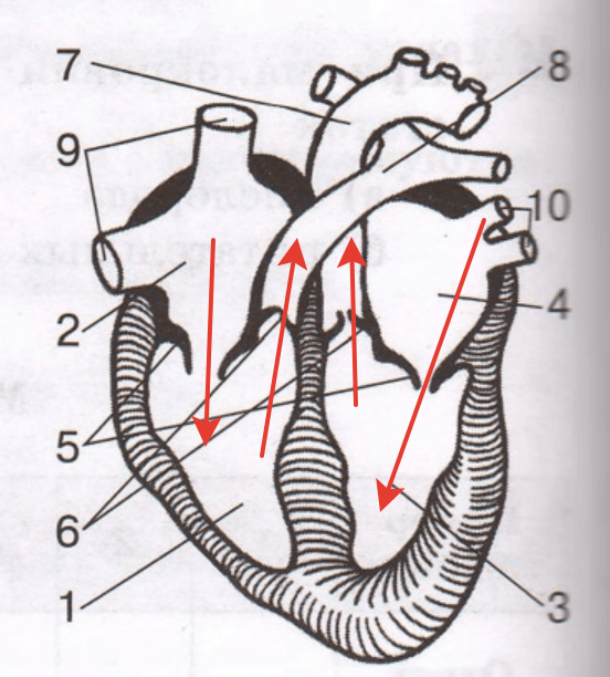 Решение рисунок 1